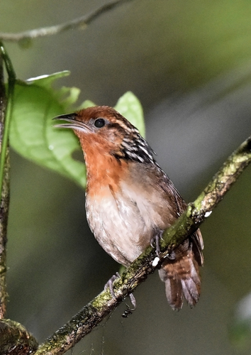 Musician Wren (Cyphorhinus arada), photo 8