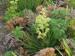Aciphylla traversii