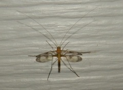 Macrocera