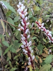 Persicaria jucunda