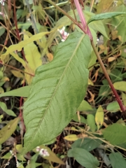 Persicaria jucunda