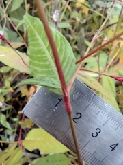 Persicaria jucunda