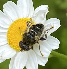 Eristalinus