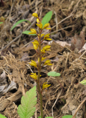 Oreorchis parvula