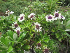 Macrolearia chathamica