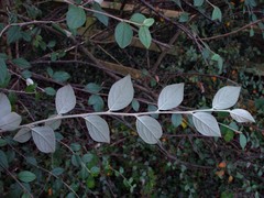 Cotoneaster sternianus
