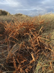 Hippophae rhamnoides