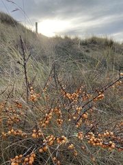 Hippophae rhamnoides