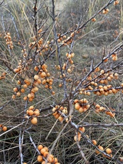 Hippophae rhamnoides