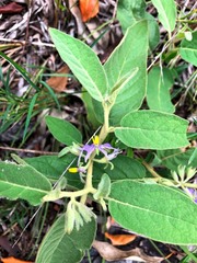Solanum nemophilum