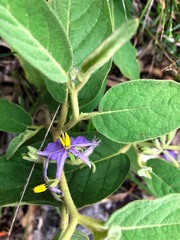 Solanum nemophilum