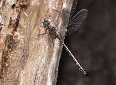 Austroaeschna parvistigma