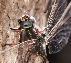 Austroaeschna parvistigma
