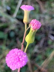 Emilia sonchifolia image