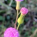 Emilia sonchifolia - Photo (c) spurk, μερικά δικαιώματα διατηρούνται (CC BY-NC)