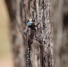 Austroaeschna parvistigma