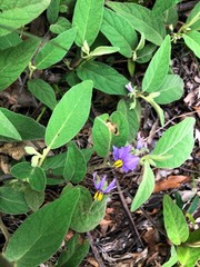 Solanum nemophilum