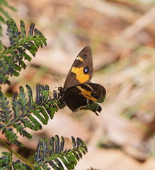 Tisiphone abeona albifascia
