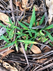 Urochloa foliosa