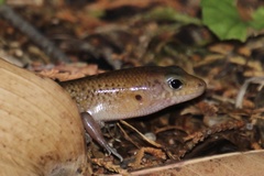 Eremiascincus isolepis