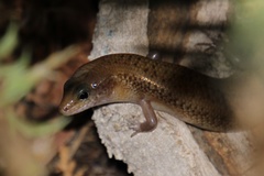 Eremiascincus isolepis