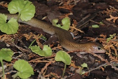 Eremiascincus isolepis