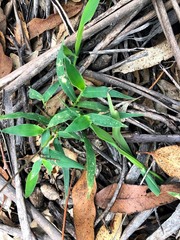 Urochloa foliosa