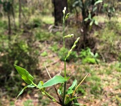 Urochloa foliosa