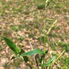 Urochloa foliosa