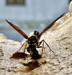 Phimenes flavopictus flavopictus