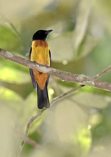 Fulvous Shrike-Tanager