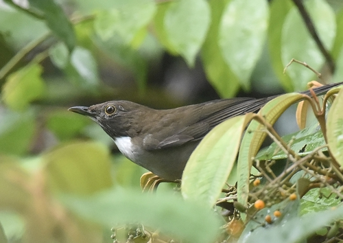 White-necked Thrush