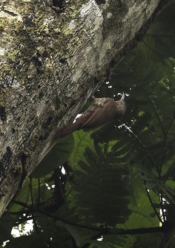 Guianan Woodcreeper (Lepidocolaptes albolineatus), photo 6