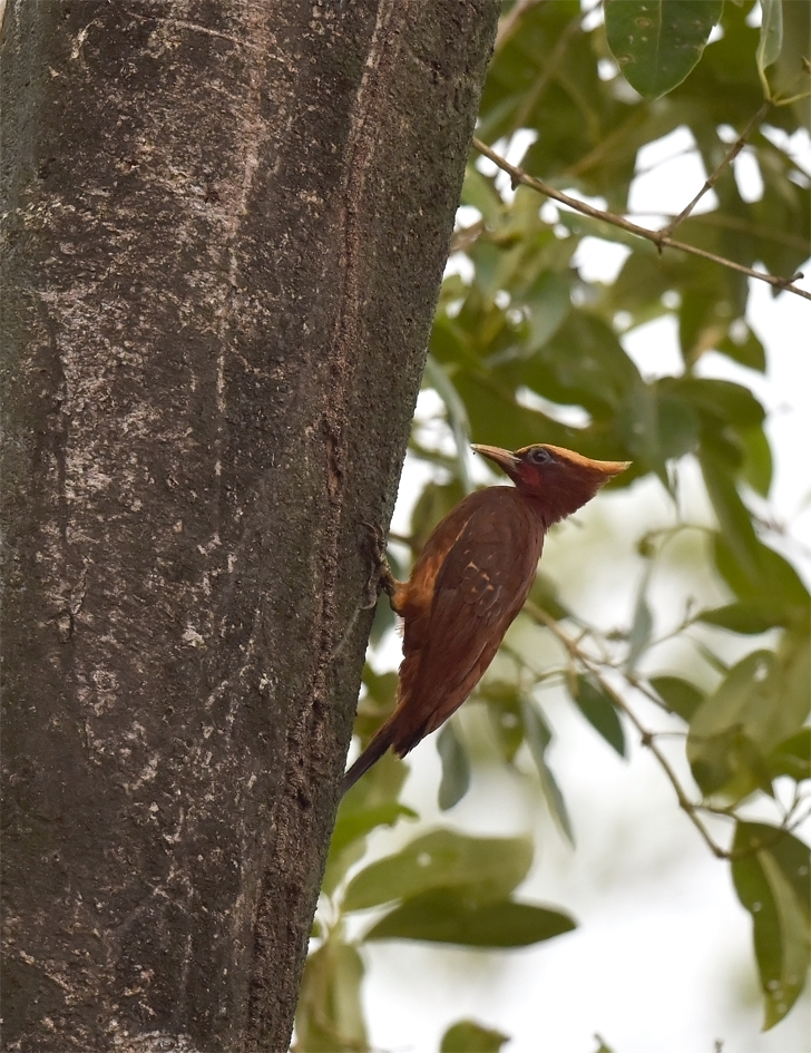 Chestnut Woodpecker illustration