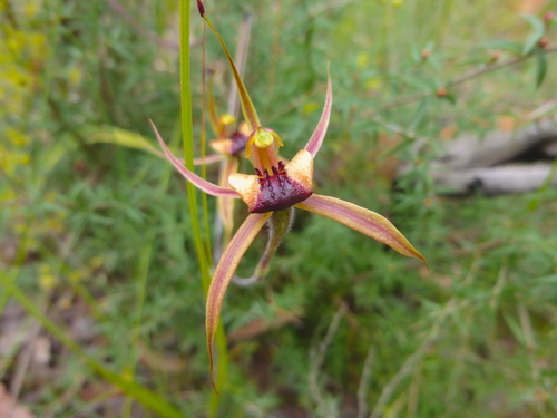 Image of Caladenia clavigera by (c) Kiri Bee, some rights reserved (CC BY)