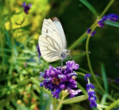 Pieris napi