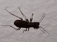 Odontochilina