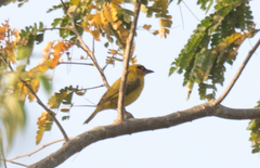 Ploceus brachypterus