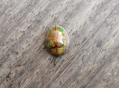 Eurypepla brevilineata