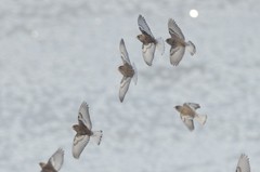 Leucosticte arctoa