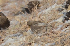 Leucosticte arctoa