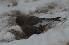 Leucosticte arctoa