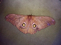 Nudaurelia anthinoides