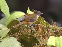 Tachyphonus surinamus