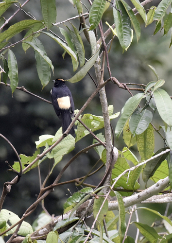 Tangara Crestifulva (Tachyphonus surinamus)