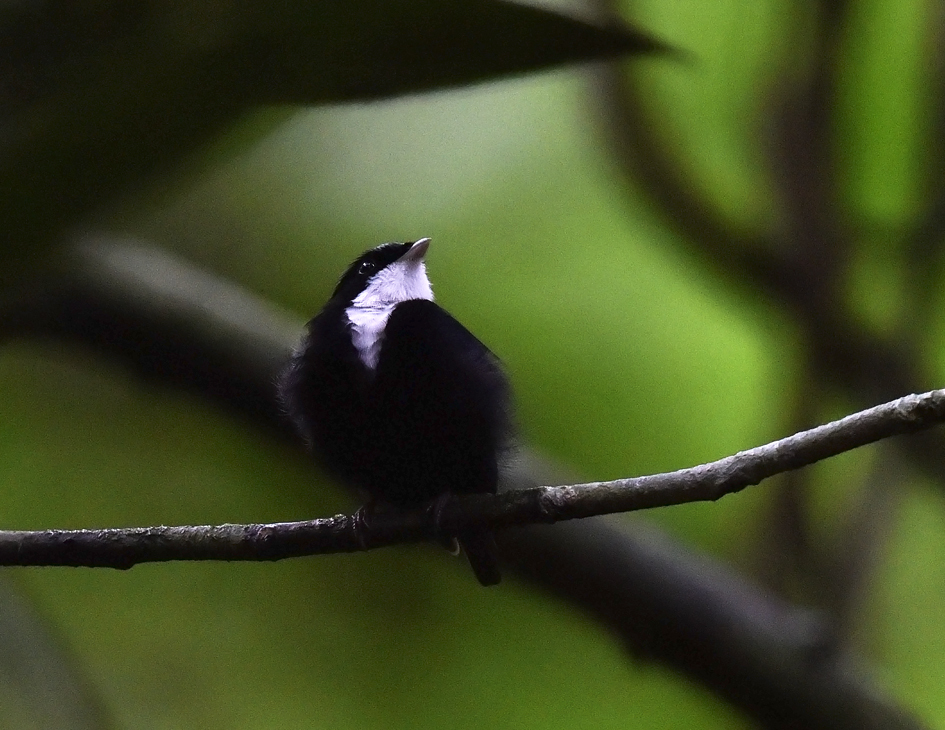 White-throated Manakin (Corapipo gutturalis), photo 6