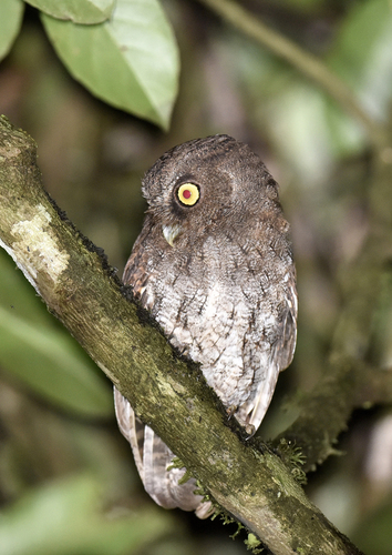 Foothill Screech Owl (Megascops roraimae), photo 5