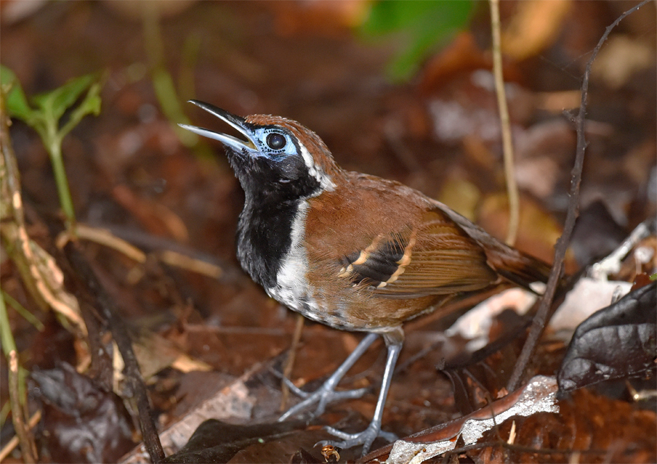 Ferruginous-backed Antbird photo