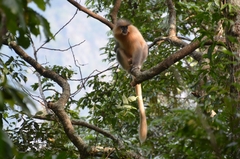 Trachypithecus geei