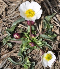 Ranunculus acetosellifolius